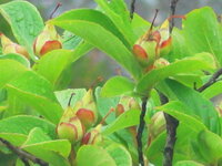 樹齢年くらいになる 夏椿が5本ありますが 花が4 5輪しか咲きません Yahoo 知恵袋