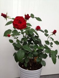 第五人格ブラックリストって何のためにあるんですか ブラックリストに追加 Yahoo 知恵袋