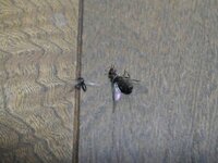 至急 自室に羽アリが発生中です ここ２週間前から２階の自室にシロアリではない 教えて 住まいの先生 Yahoo 不動産