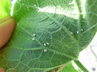 野菜に白い虫 去年の夏から 小さな白い虫が発生しミニトマトの葉 Yahoo 知恵袋