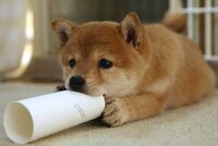 犬が誤って摂取すると中毒症状を示す危険な毒物を教えてください Yahoo 知恵袋