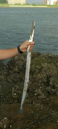 先日 川と海が交わっている淡水でこんな魚を釣り上げました とても長 Yahoo 知恵袋