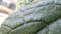 ハイビスカスにつく虫ハイビスカスの葉に１cm程度の白い糸の先に卵のよ Yahoo 知恵袋