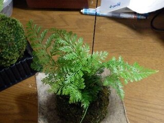 先日 ダバリア シダ植物 の苔玉を買ったのですが どうも苔が気に入 Yahoo 知恵袋