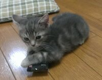 飼い始めて5日マンチカン女の子生後2か月半普段は元気で暴れまくっていますが Yahoo 知恵袋