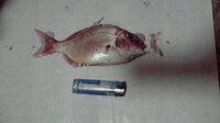 連れた魚の名前を教えてください 鯛に似た形の赤い小さい魚です Yahoo 知恵袋