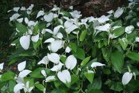 葉が白い植物ですが なんという名前でしょう ハンゲショウです Yahoo 知恵袋