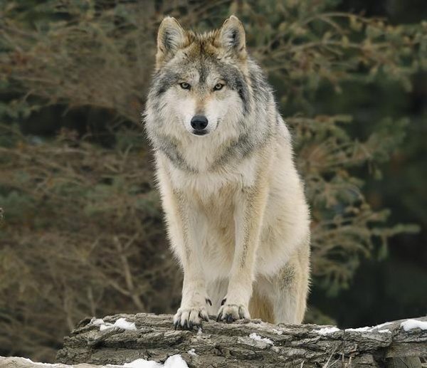 オオカミって 何であんなにカッコ良くて 美しくて 可愛いんですか オオカミは Yahoo 知恵袋