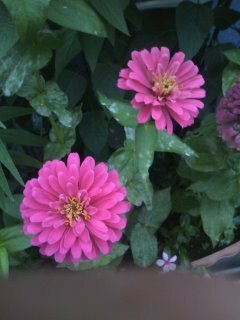 ピンク色の花です 花びらが多い花です 名前をおしえて下さい Yahoo 知恵袋