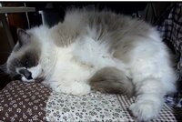 このタヌキネコの種類わかりますか 画像のネコですが こういう Yahoo 知恵袋