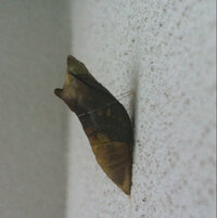 アゲハ蝶の蛹はだいたい何日位で羽化するんでしょうか それと蛹 Yahoo 知恵袋