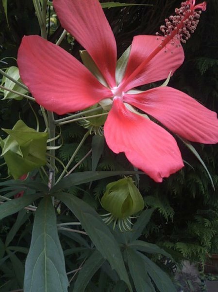 民家の庭で咲いている赤い花 1m位の高さのこの花の名前をおしえて下さい Yahoo 知恵袋