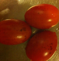 庭で栽培したミニトマトにシミの様な斑点があります 外側では無く中み Yahoo 知恵袋