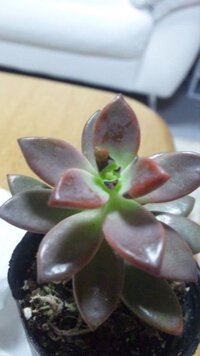 この多肉植物ブロンズ姫が 何故か新芽の回り黒くなってきて萎れてます 置き場は Yahoo 知恵袋