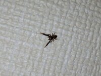 部屋で見たことのない蜘蛛を見つけました。種類が気になるので、教えて頂きたいです。よろしくお願いします。大きさは5mmほどだったと思います。 