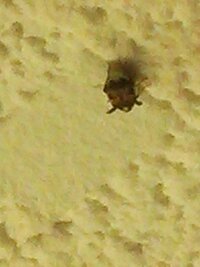 台所の天井に大量発生した小さい黒い虫の正体を誰か教えて下さい 小さく Yahoo 知恵袋