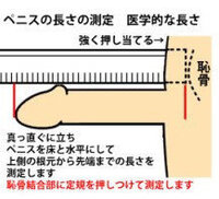 陰茎の大きさについて 通常時長さ８ ９ｃｍ直径３ 勃起時長さ1 Yahoo 知恵袋