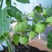 ミニトマトの実が小さく 形が変なんです ミニトマトを初めて ベランダで Yahoo 知恵袋