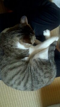 暑いのになぜ猫は膝の上に乗ってくるのでしょうか 膝の上に乗って寝てしま Yahoo 知恵袋