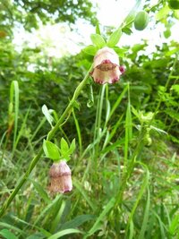 8 10野辺山の林の淵に咲いていました ツル植物で汚い釣鐘のような Yahoo 知恵袋