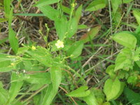 菜の花みたいな黄色い花の名前を教えてください でも花弁は５枚ありますので菜の Yahoo 知恵袋