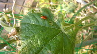 家庭菜園でキュウリを作っています 画像のオレンジ色の虫に葉や実をかじられて困 Yahoo 知恵袋