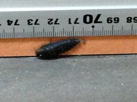 この虫は何でしょう 2 5cmぐらいで ダンゴムシより大きく フナムシより小さく 教えて 住まいの先生 Yahoo 不動産
