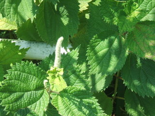 シソの葉に似た葉をもち 薄緑色の穂のような花が咲く草の名前を教えてください Yahoo 知恵袋