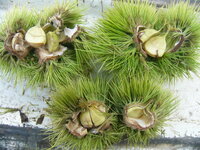 すだちの小さな実がたくさんついたのですが パラパラと実が落ちます Yahoo 知恵袋