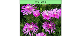 四季咲き松葉菊をこの時期に花壇に植えるのは大丈夫でしょうか Yahoo 知恵袋