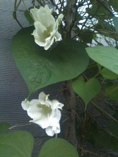 ツル植物です 名前を教えて下さい 大きなハート型の葉と白い花 Yahoo 知恵袋