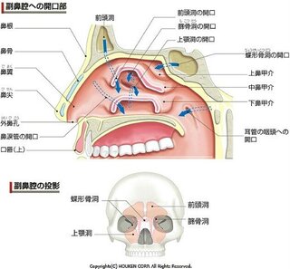 こういう人の身体の中を表す断面図ありますよね こういう図は実際に人 Yahoo 知恵袋