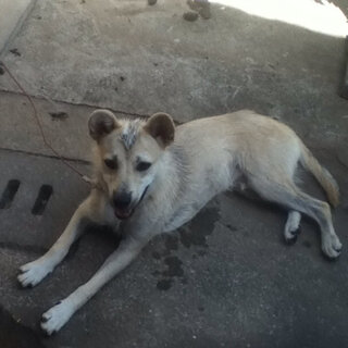 質問です この前 友達に飼い犬の顔をブサイクだなと言われました 皆さんからみ Yahoo 知恵袋