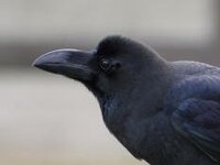 カラスを可愛いって思うのは変でしょうか カラスをペットにしている人もい Yahoo 知恵袋