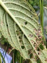 ハモグリバエのタマゴについて 初めてヘチマを育てています 葉っぱ Yahoo 知恵袋