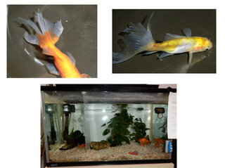 金魚の尾ぐされ病が再発しました 先日 金魚2匹に尾ぐされ病らしき症状がみ Yahoo 知恵袋