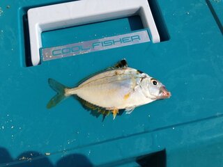 この魚はゼンメ ヒイラギ ですか 食べることができますか どうやっ Yahoo 知恵袋