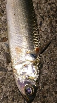 魚釣りで 約２５センチのボラが釣れました 食べれますか 食べれ Yahoo 知恵袋