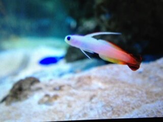 沖縄 南の海にいる小さくて白い魚の名前おしえてください 特徴白色細 Yahoo 知恵袋
