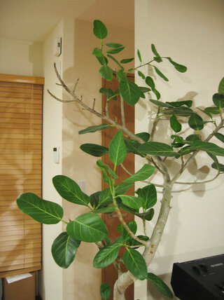 フィカスベンガレンシスという植物を室内で育てています 家を１週間空 Yahoo 知恵袋