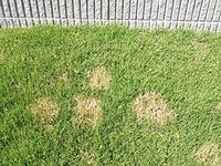 芝枯れの原因を教えて下さい 6月に塀の斜面に芝を張り その後順調に来てたんで Yahoo 知恵袋