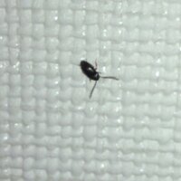 虫が出ます 教えて 住まいの先生 Yahoo 不動産