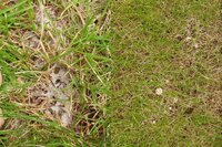 芝を植えてるのですが 小さな白い花 種 のようなものがでてき Yahoo 知恵袋