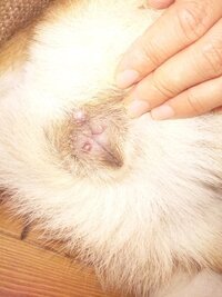 犬のおでき ニキビ 出来物について お尻の写真ですので 汚い物をお見せし Yahoo 知恵袋