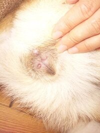 閲覧注意 犬の性器 犬 メス の性器が腫れています これは病気 Yahoo 知恵袋