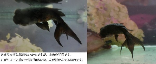 塩水浴の金魚の様子について ０ ５ ０ ６ の塩水浴で 調子の悪く Yahoo 知恵袋