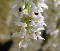 この虫の名は何ですか 藤の花を撮った写真にいるオレンジと黒ツートンカラーの虫 Yahoo 知恵袋