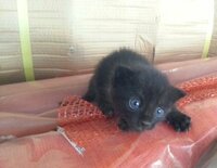 青い目の黒猫について質問です この子猫の目は キトゥンブルー でしょうか Yahoo 知恵袋