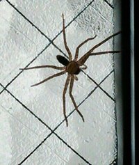 この蜘蛛はなんですか 人に害はありませんか 教えて 住まいの先生 Yahoo 不動産