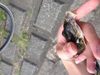 この前多摩川の丸子橋付近で釣りをしていたら見たこともない魚を釣り上げました Yahoo 知恵袋